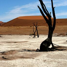 Deathvlei Namibië sur Saskia van den Berg Fotografie