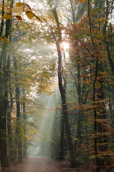 Foggy sunrise in the Zeister forest in Zeist! by Peter Haastrecht, van