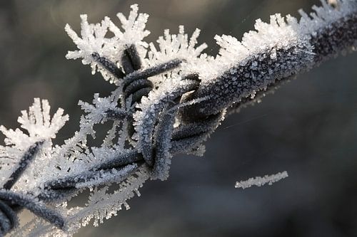 Bevroren prikkeldraad