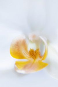 Phalaenopsis Orchidee.