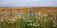 Wilde Bloemenweide