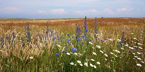 Wildflower meadow by Reiner Würz / RWFotoArt