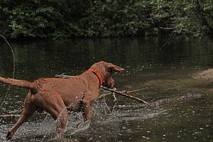 Wasserspiele am See mit einem braunen Magyar Vizsla Drahthaar.