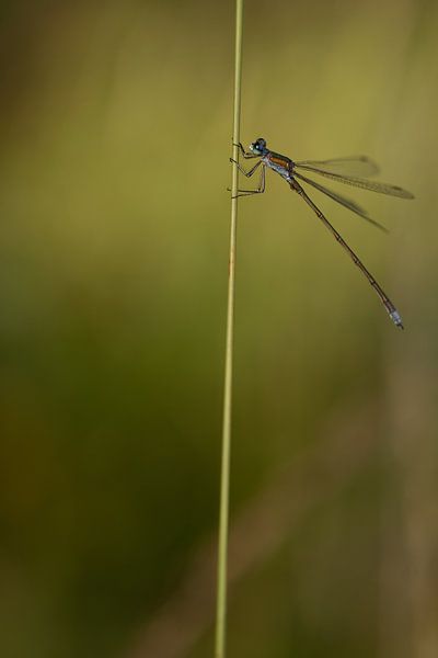 Tenacious by Christel Abrahams