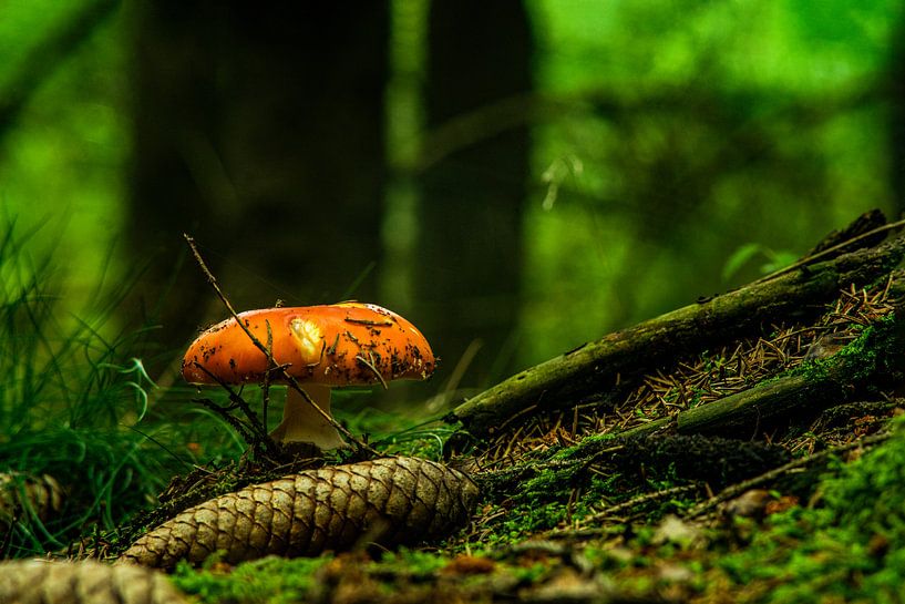 Onderweg in het bos van Johnny Flash