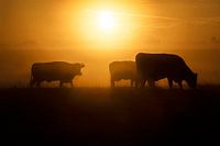 Eine Herde grasender Kühe bei einem schönen Sonnenaufgang