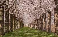 Arbres à fleurs roses à Almere