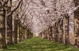 Pink blossom trees in Almere by Margreet Riedstra