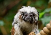 Pygmy aap Diergaarde Blijdorp Rotterdam