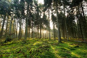 Lever de soleil dans les bois, Forestry Dorst, Pays-Bas sur Sebastian Rollé - travel, nature & landscape photography