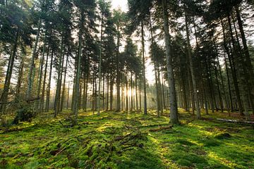 Zonsopgang in de bossen, Boswachterij Dorst, Nederland van Sebastian Rollé - travel, nature & landscape photography