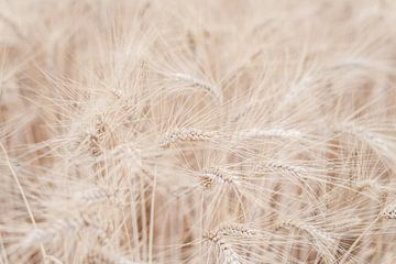 Tarweveld in de Provence van DsDuppenPhotography