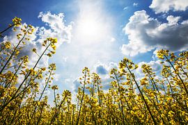 Koolzaad van Frank Herrmann