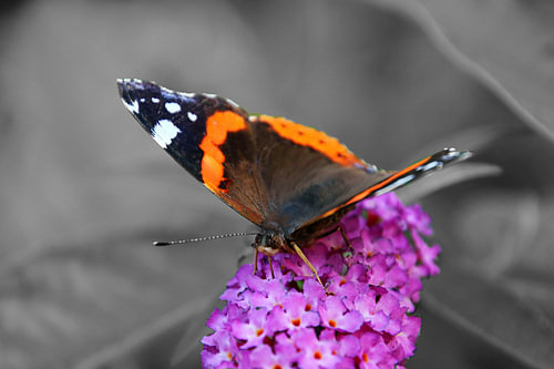 Butterfly