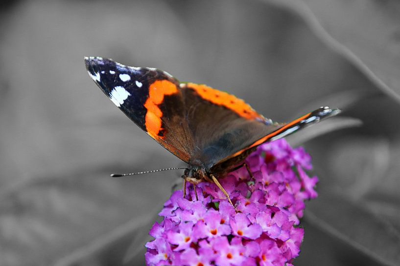 Butterfly by Saffira Meijer