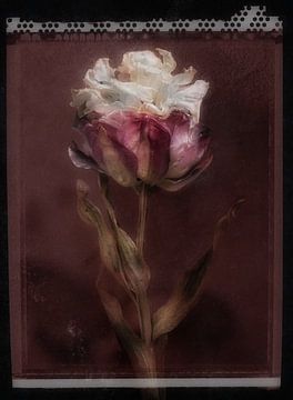 Polaroid van dromerige tulp van Karel Ham