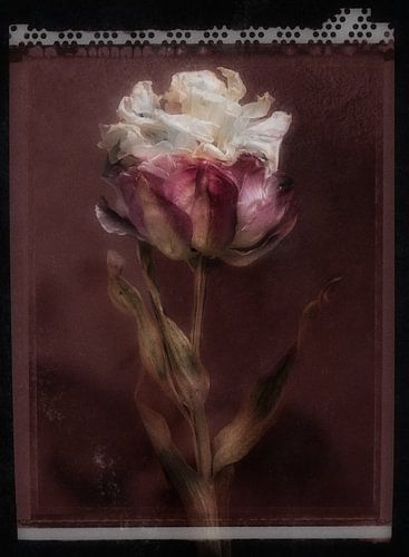 Polaroïd d'une tulipe de rêve