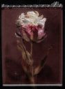 Polaroid of dreamy tulip by Karel Ham thumbnail