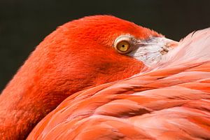 Flamant rouge : parc animalier de Old Hand sur Loek Lobel