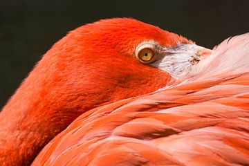 Roter Flamingo : Tierpark der Alten Hand von Loek Lobel