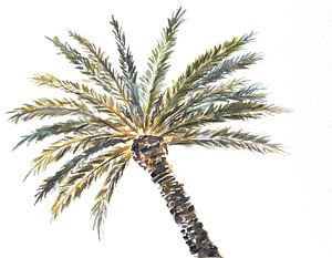 Palm op Wit