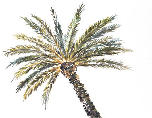 Palm op Wit