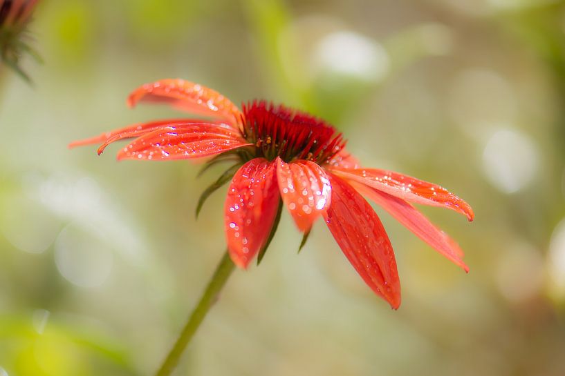 Orange Echinacea von Tania Perneel
