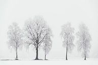 Fragiele Winter van Lars van de Goor thumbnail