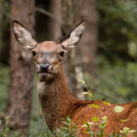 Alert hert in het groen van Saranda in 't Veld Fotografie