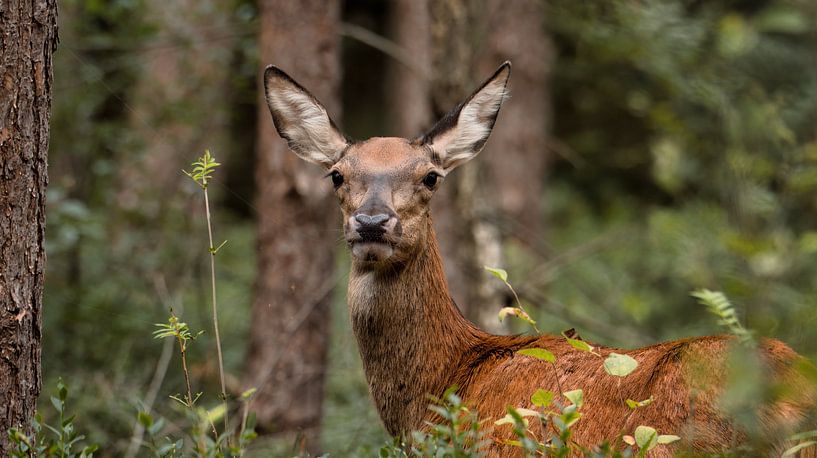 Alert deer in green by Saranda in t Veld Fotografie
