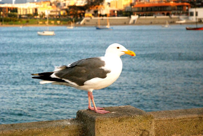 Seagull, San Francisco, California by Samantha Phung
