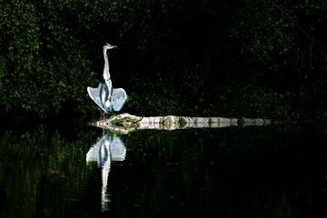 Blauwe reiger aan het chillen in het late zonnetje van Jean's Photography