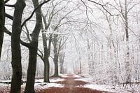 Morningwalk in the first snow in a beech forest, Veluwe Netherlands