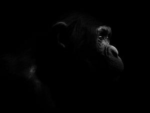 Dans l'ombre