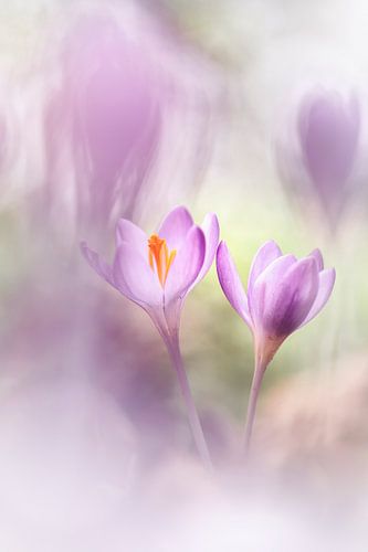 The first Crocuses this year