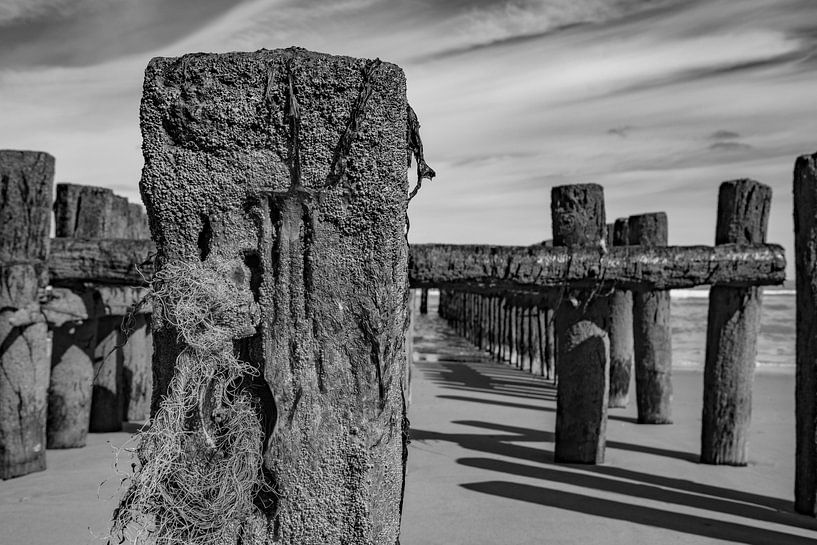 groynes coastal Zealand by anne droogsma