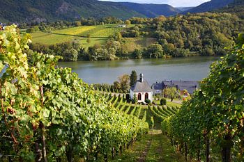Church and vineyards in the Moselle Germany