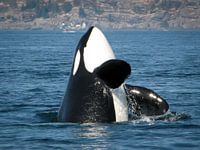 Killer whale leaping out of the water