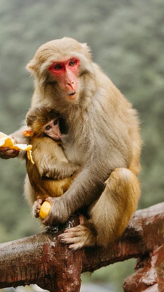 Rhesus monkey by Diederik De Mezel