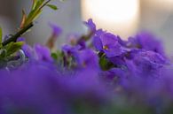 violette Bodenbedeckung von Tania Perneel Miniaturansicht