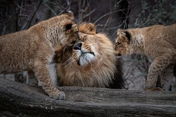 Baby leeuw met vader leeuw van Chihong