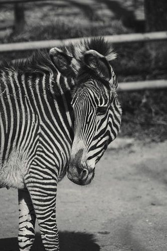 Grevy-Zebra