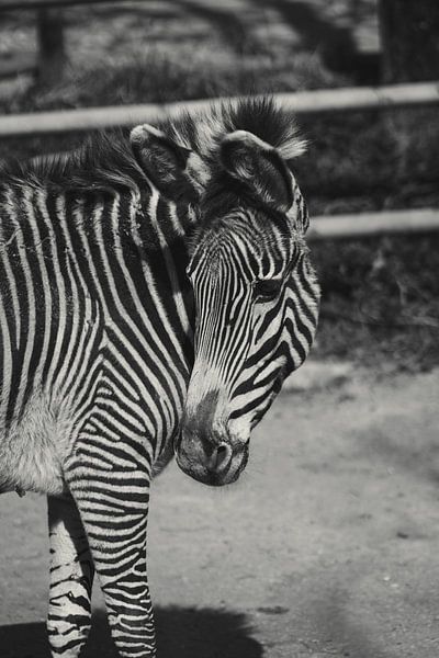Grevy zebra by Tamara S.