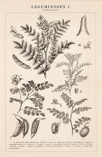 Antieke prent Leguminosen I