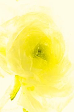 Ranonkel in ijs 2, geel gekleurd van Marc Heiligenstein