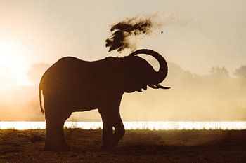 Sunset Elephant