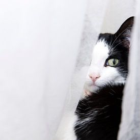 Hiding cat von MirjamCornelissen - Fotografie