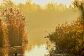 Une matinée d'été dans le Biesbosch