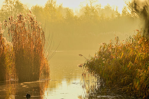Ein Sommermorgen im Biesbosch