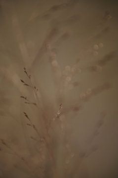 Verträumte Gräser in sanften Erdtönen | von Yvette Moeskops